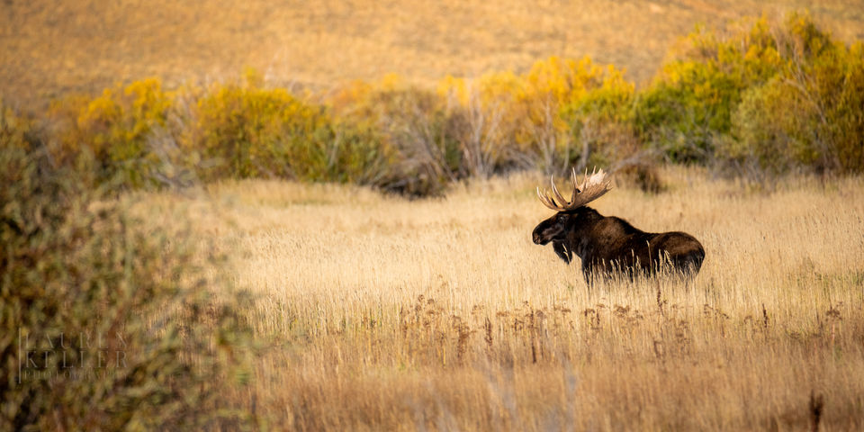 A bull moose standing in a field with yellow-leafed plants in the background