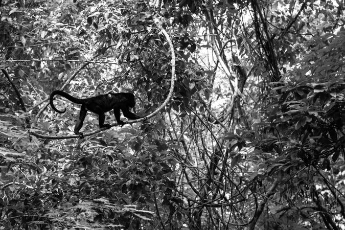 2022_8_8_HowlerMonkey.jpg