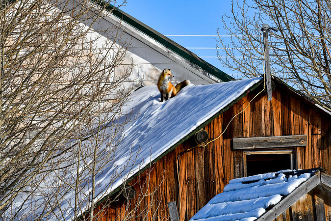 FoxOnRoof.jpg