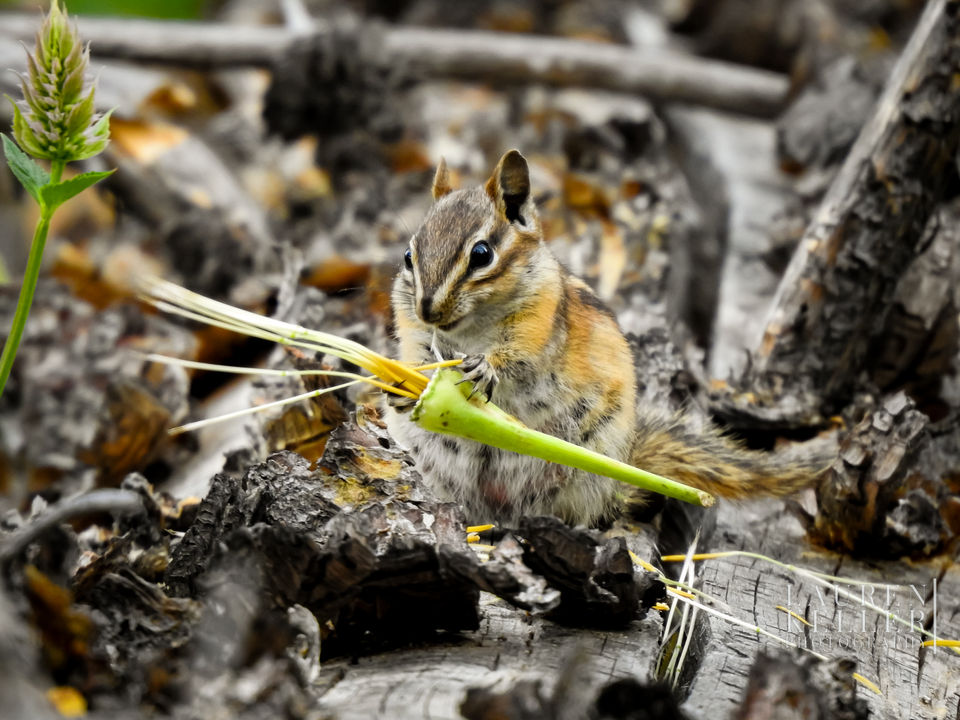 A camouflaged least chipmunk holding a flower it was eating