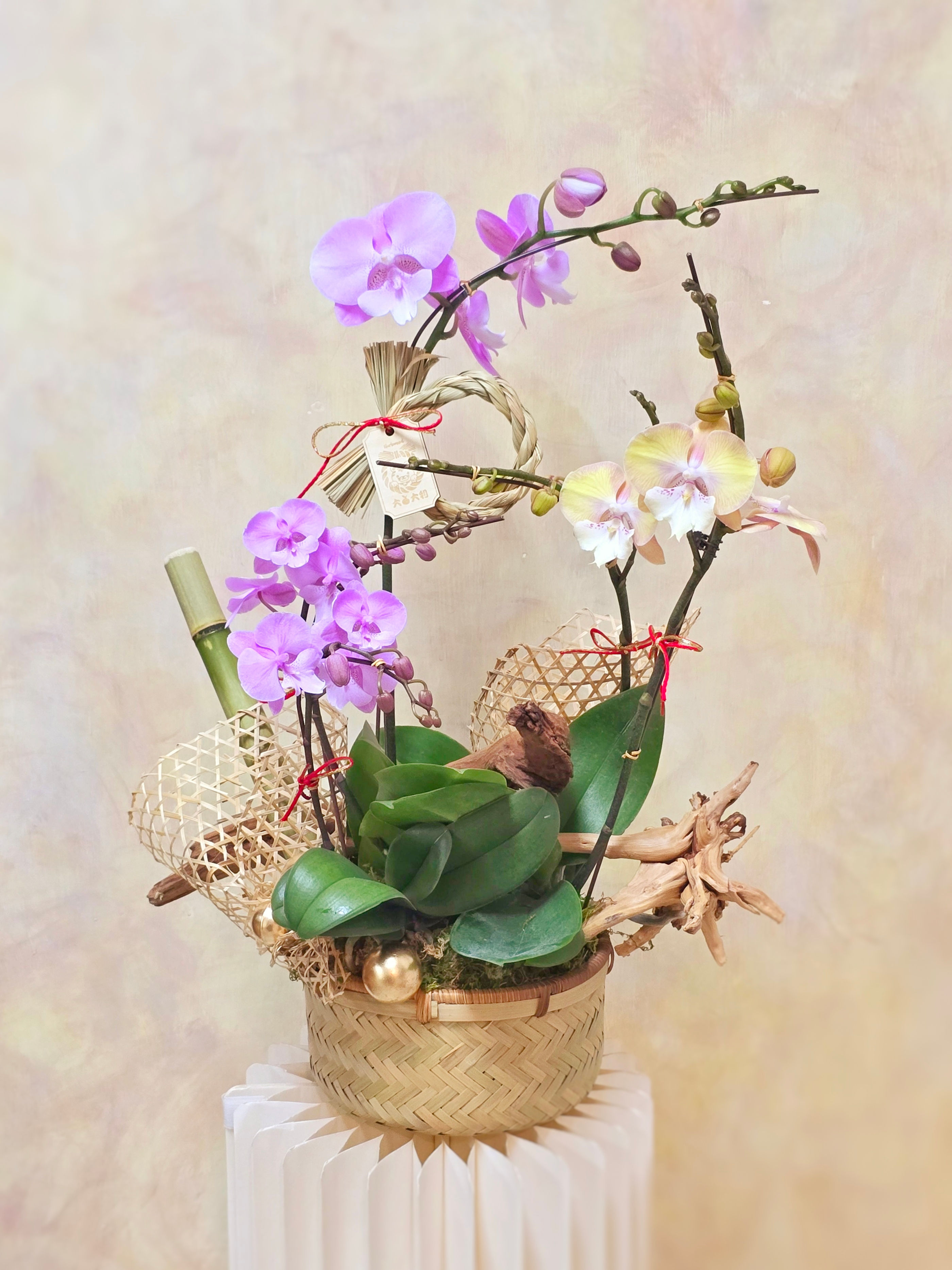 客製化 - 蝴蝶蘭併盤 自然款