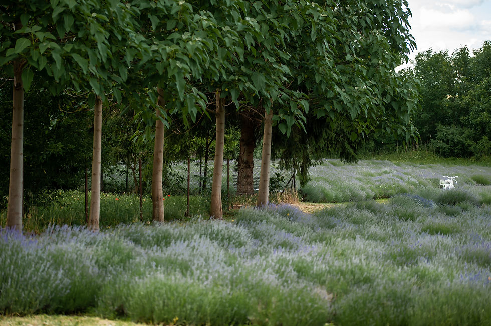 Lavender harvest in Hungarian countryside