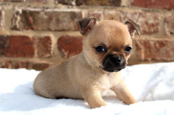 Finik (Toast x Peach)