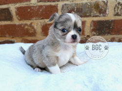 Lola (Peach x Blu)