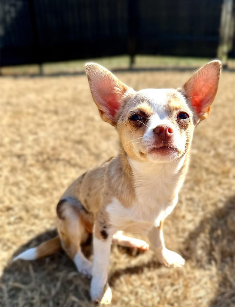 Chihuahua Merle Puppy