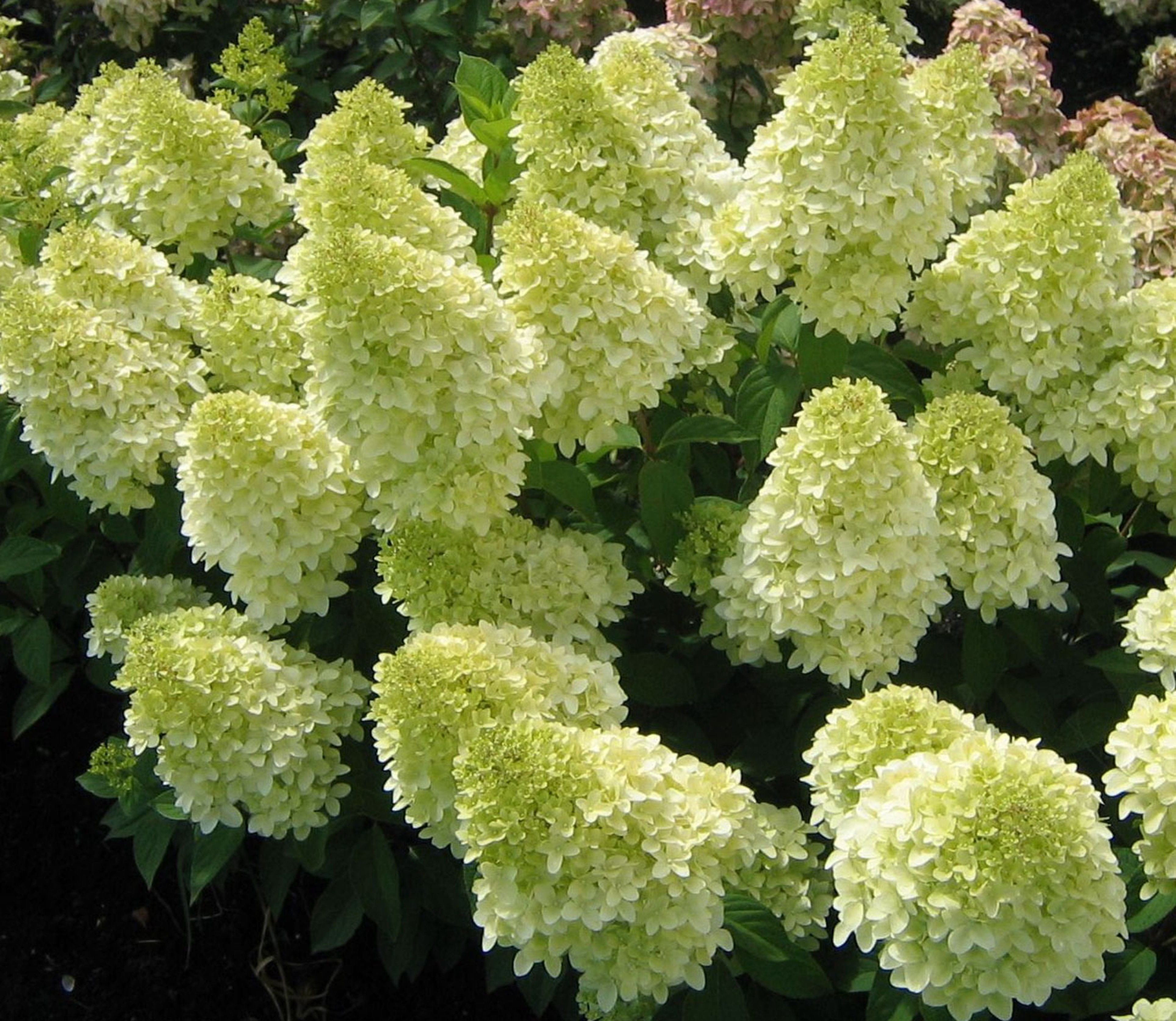 Hydrangea paniculata 'Magical Candle'