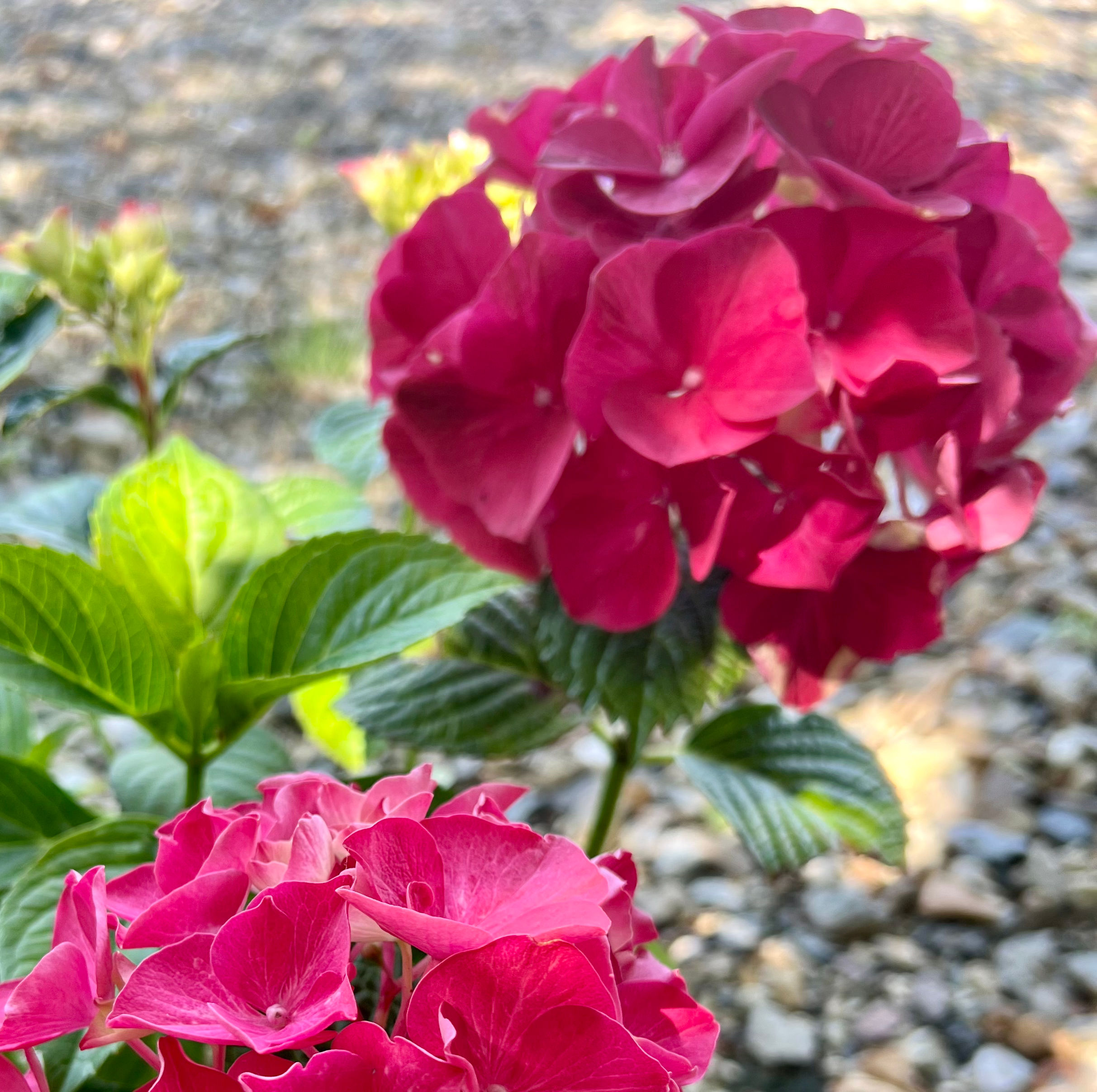 Hydrangea macrophylla 'Glowing Embers'