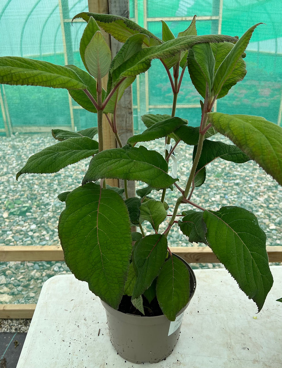 Thumbnail: Hydrangea aspera subsp. sargentiana