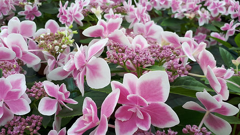 Star Gazer Pink.jpg