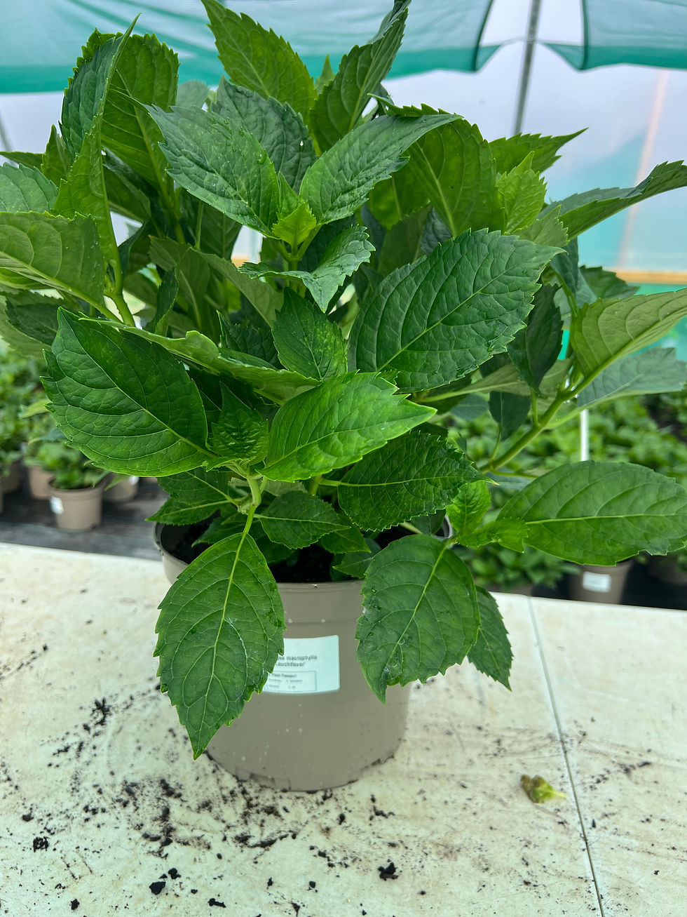 Thumbnail: Hydrangea macrophylla 'Leuchtfeuer'