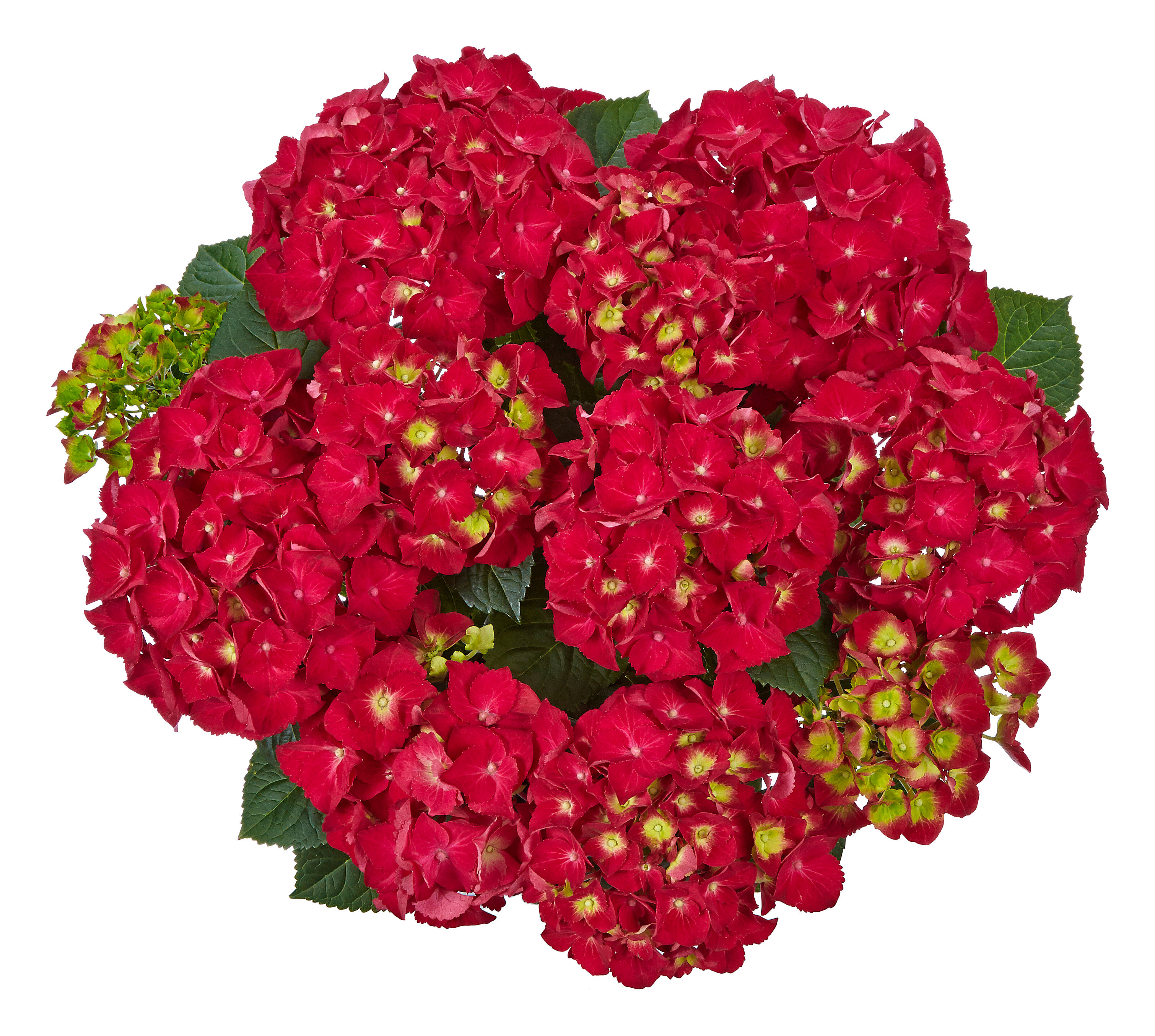 Hydrangea macrophylla 'Speedy Red'