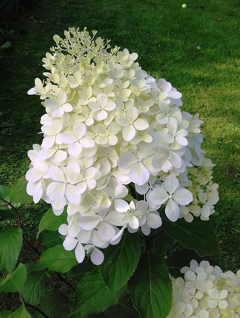 Hydrangea Phantom_edited.jpg