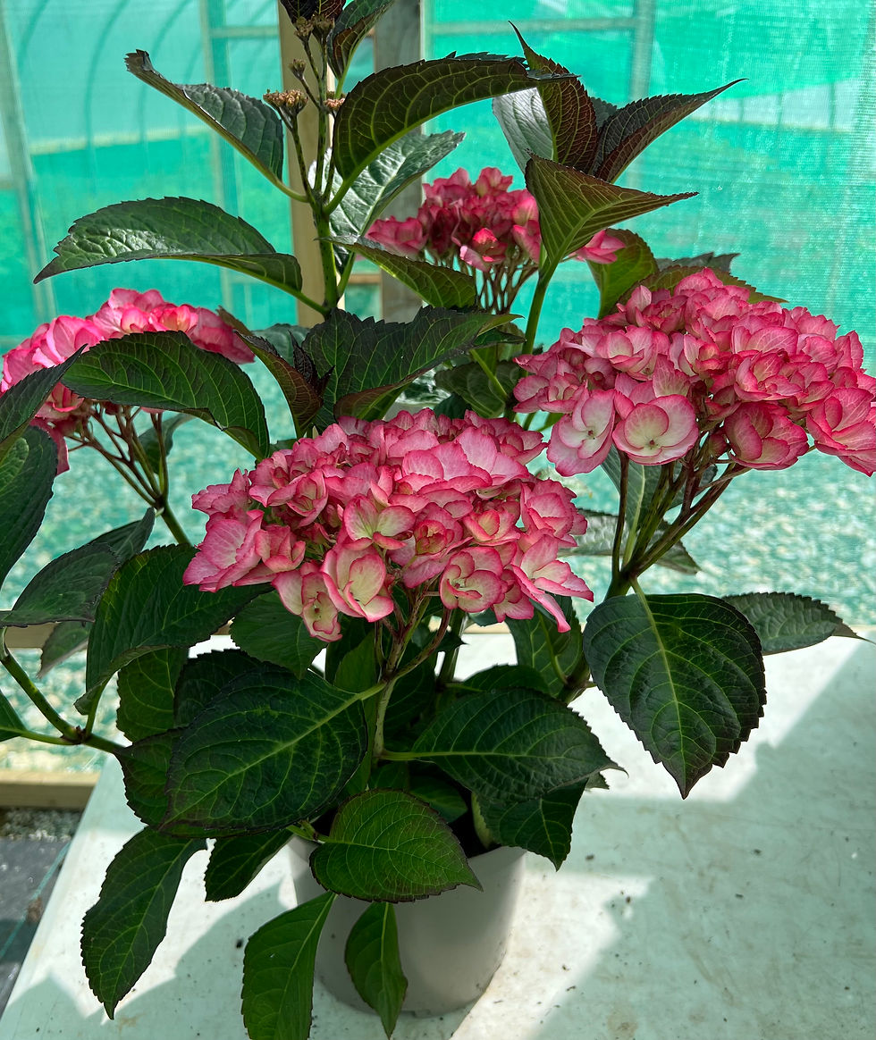 Thumbnail: Hydrangea macrophylla 'Grafin Cösel'