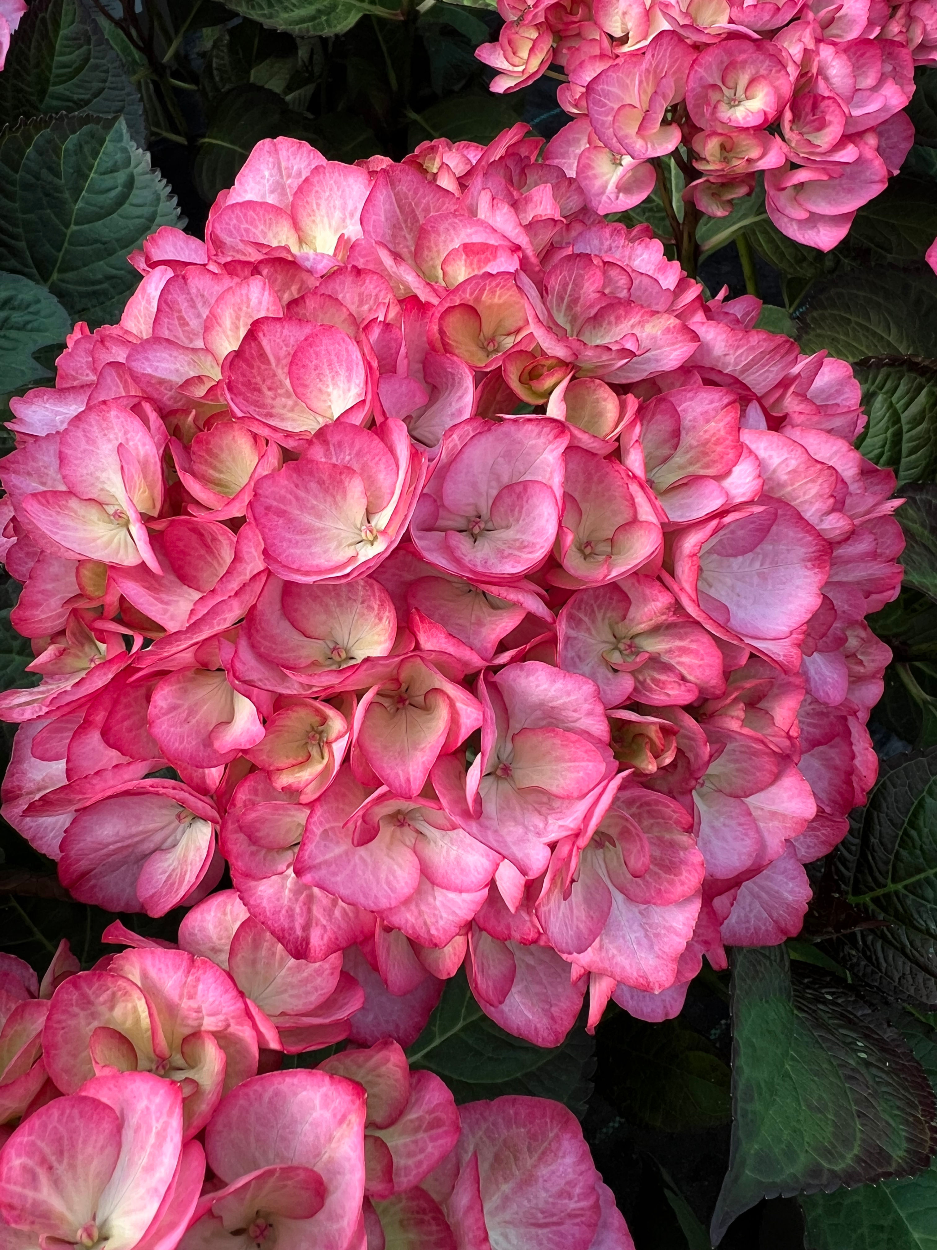 Hydrangea macrophylla 'Grafin Cösel'