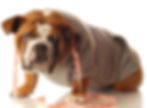 Weight loss program for dogs and cats, Dubai