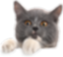 Untitled.png