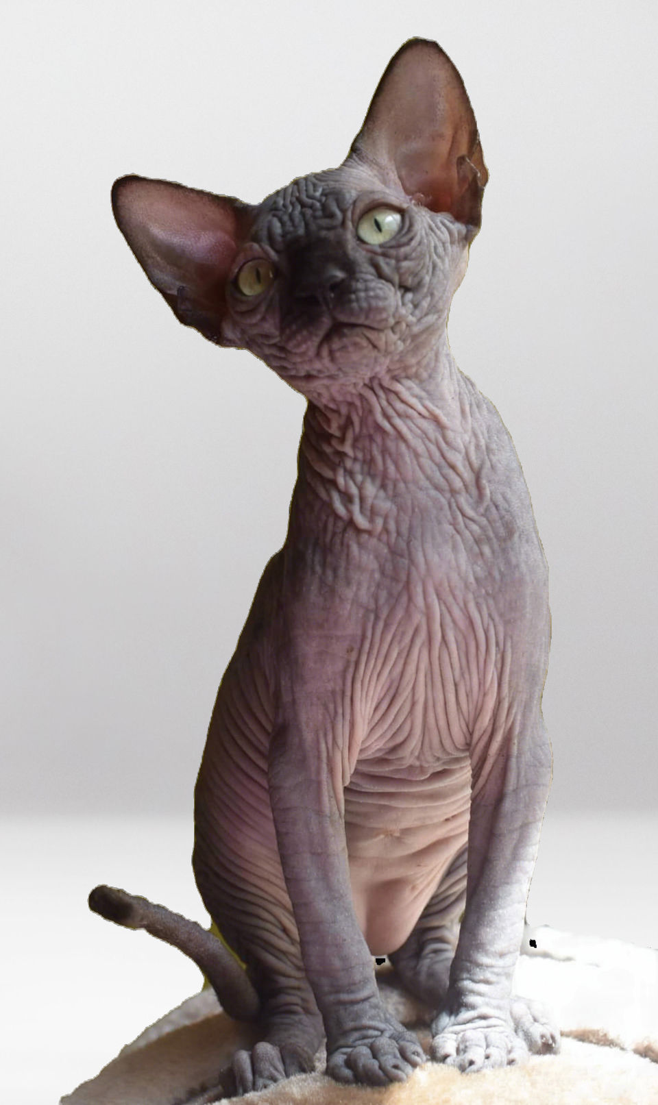 Lourdes of Purradox Sphynxery posin for a photograph. She is a black sphynx with excellent wrinkles.