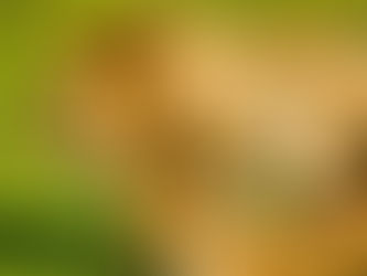 Por tus finanzas: pelea, regatea y negocia