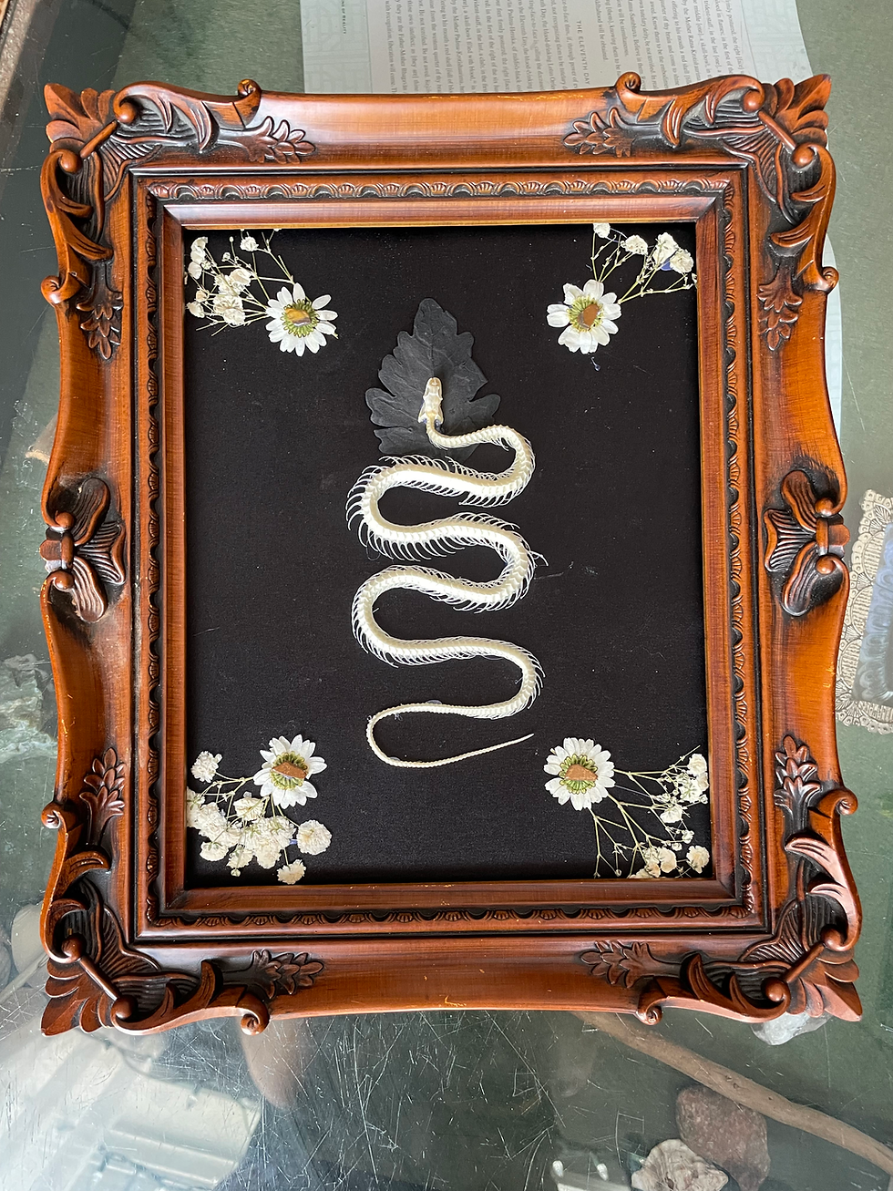 Snake Skelly & Pressed Flowers - vintage frame 