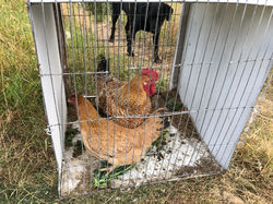 1st Place Best Pair of Poultry - Laura Corbett