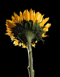 35499304500_7de3f984fa_b.jpg