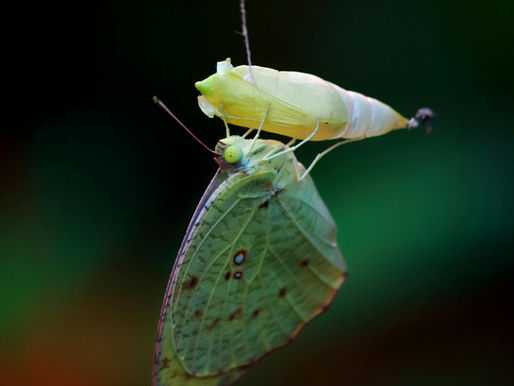 A newly emerged butterfly hangs from its chrysalis, wings still soft and delicate, suggesting metamorphosis of the self and liberation from the illusion of identity.