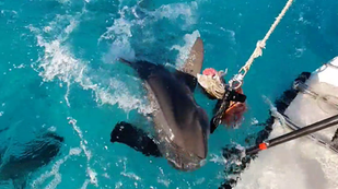 Tiger shark testing ironskinn