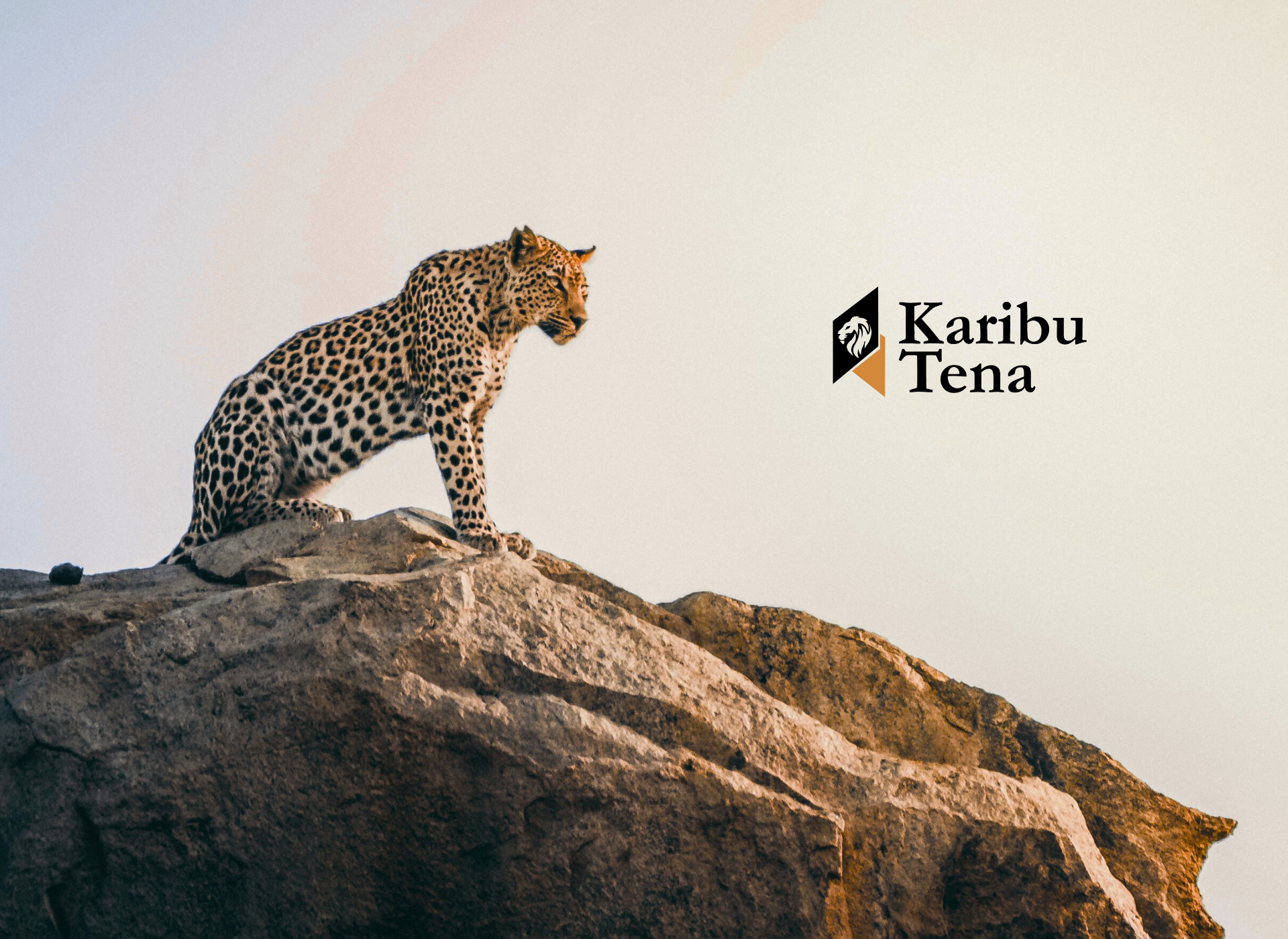 Leopard standing on a rocky outcrop at sunrise with the Karibu Tena Tours logo on the right side.
