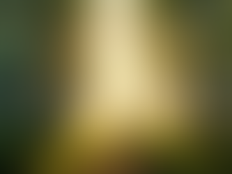 Tranquil forest calm and relaxing