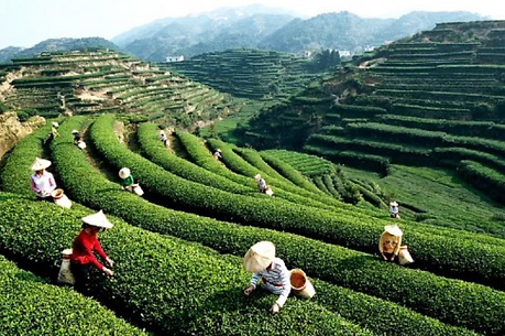 chine-rizieres.png