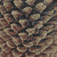 DaxPinecone.bmp