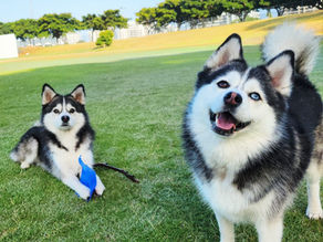 Caring for Your Pomsky