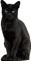 Black Cat 2 
