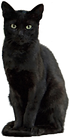 Black Cat 2