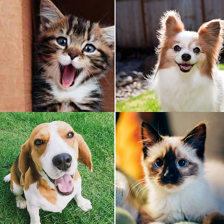 NR_Pets (1).png