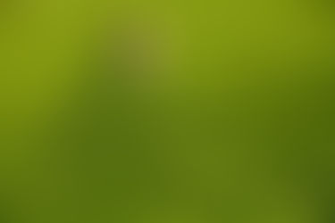 Pollution Algae in China Getting Worse