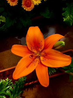 Asiatic Lily