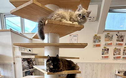 タワーキャットの猫