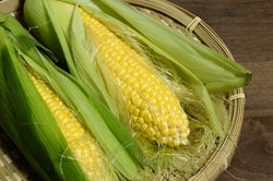 とうもろこし2_m