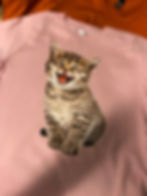 DTG - Cat