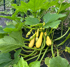 A big zucchini plant in a garden