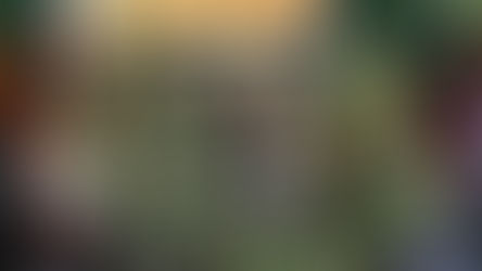 'One third of the UK's bee population has disappeared over the past decade'