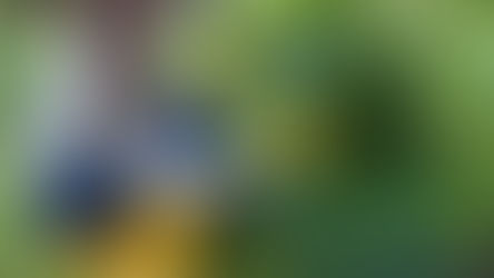 'Keeping an allotment necessitates a lot of fresh air and exercise'