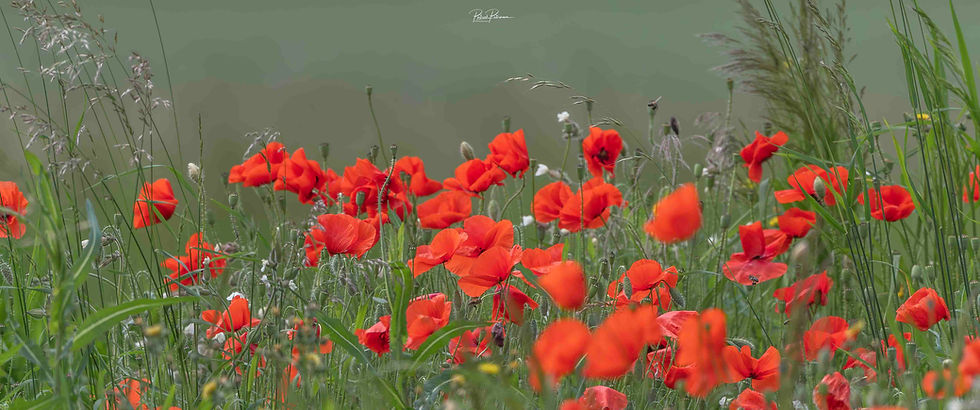 Les coquelicots