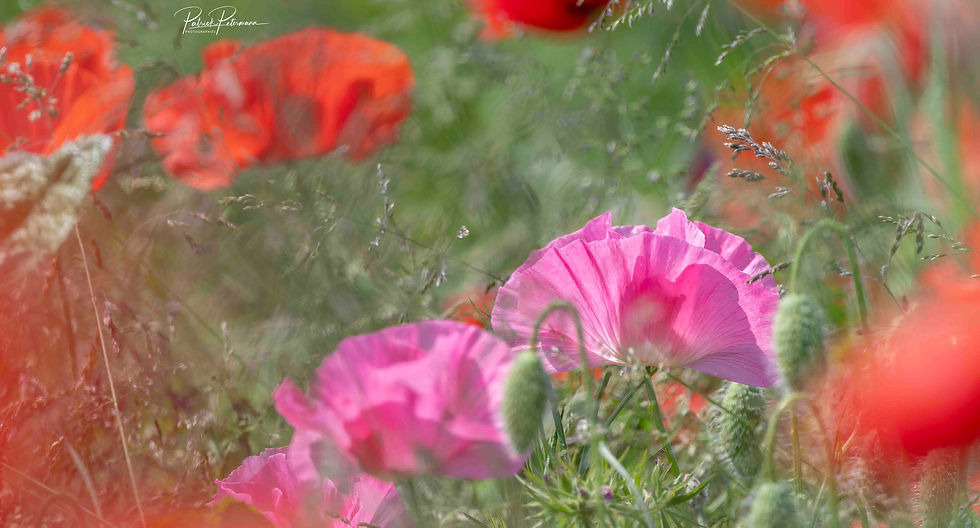 Coquelicots roses