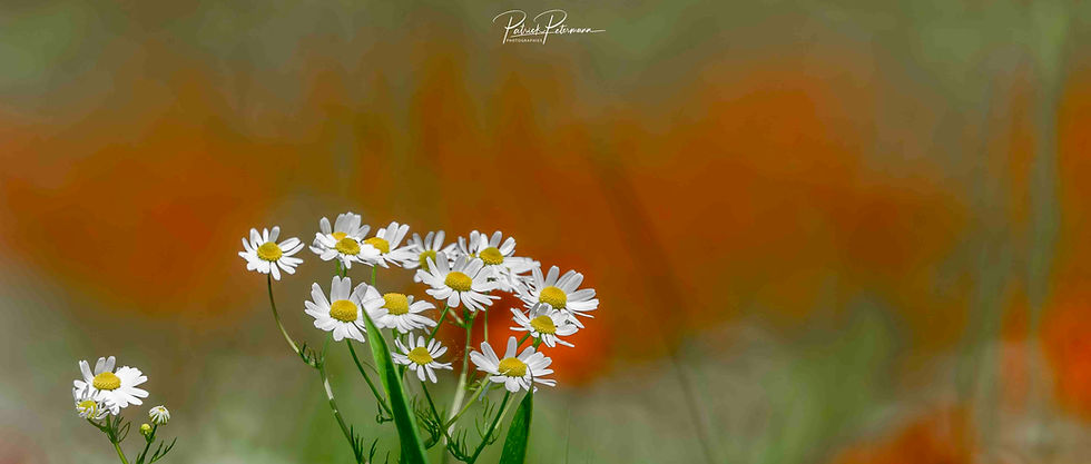Florale