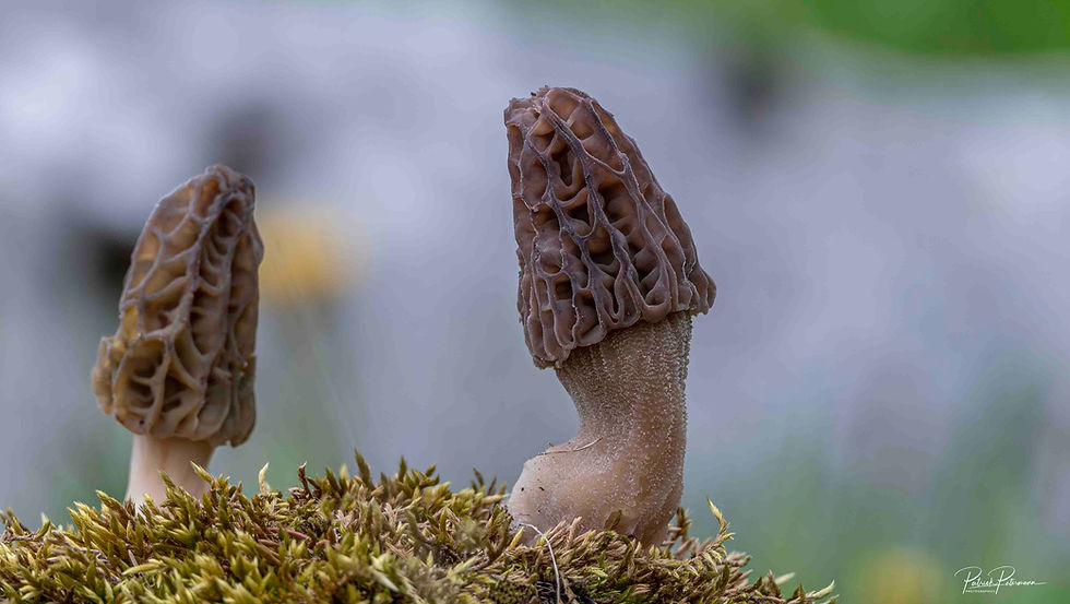 Morilles