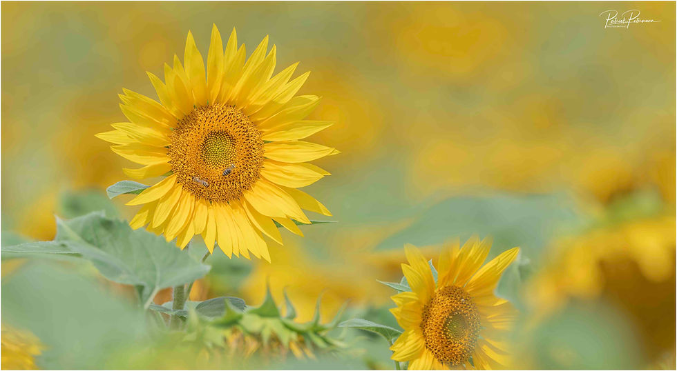 Le soleil