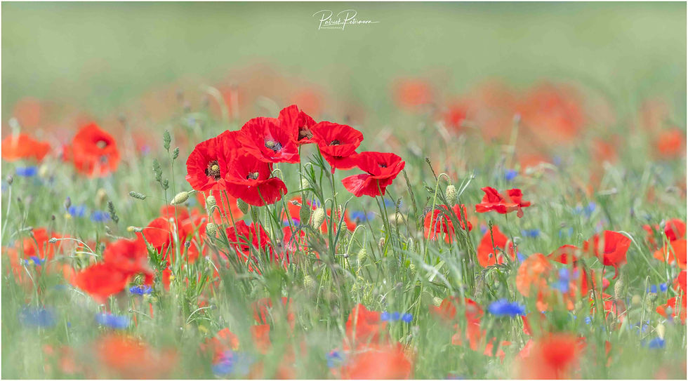 Coquelicots