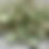 Thumbnail: Sage Green Forever Begins Today - Orchard Fruits Flavour